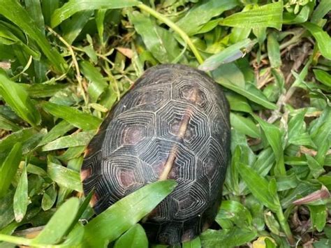 黃緣閉殼龜飼養|黃緣閉殼龜野外生活習性探秘，核心養殖技術分享「龜谷鱉老」